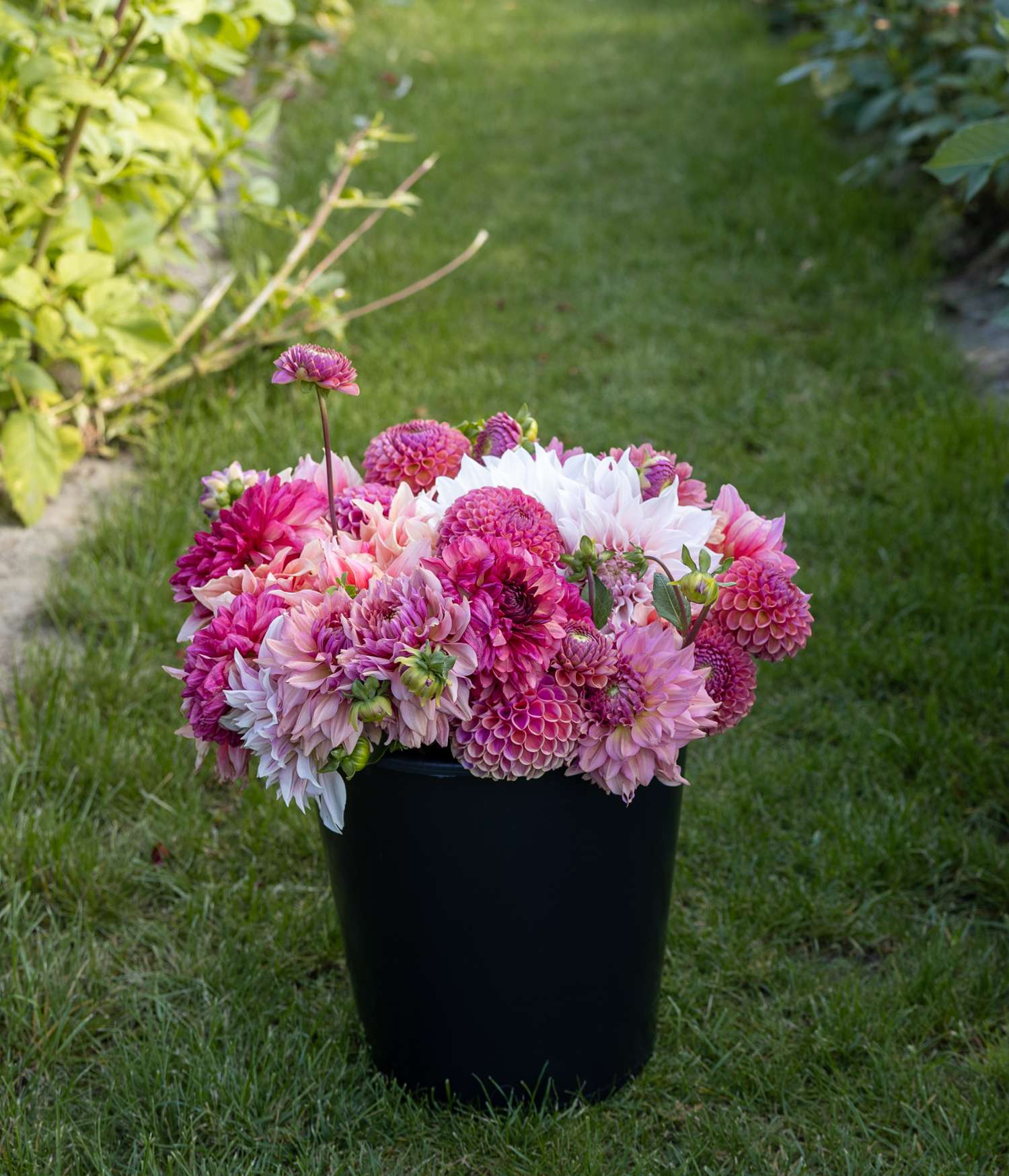 Daaliamix 'Dusty Rose'